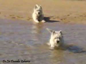 westies-playa-01.jpg