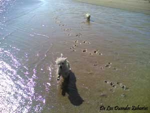 westies-playa-02.jpg