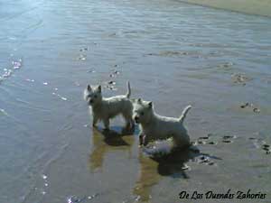 westies-playa-03.jpg
