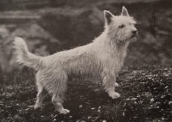 WEST HIGHLAND TERRIER, UN LUCHADOR CON UNA EQUIVOCADA “CARA DE NIÑO”.